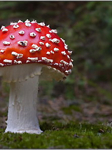 Horny Mushroom