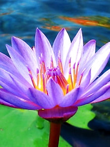 Lotus Blossoms Vii