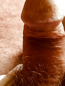 Sir Hardy Cock Just For You!