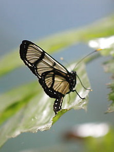 Butterfly,  My Butterfly 3
