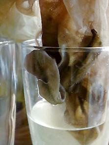 Madam's Cocktails With Its Worn Stockings In Champagne